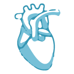Pediatric Cardiologist (የህጻናትና የልጆች የልብ ህክምና ሰብ ስፔሻሊስት)