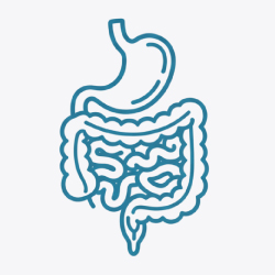 Stomach & Digestion