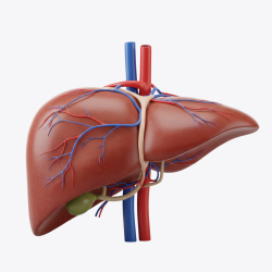 Liver Health